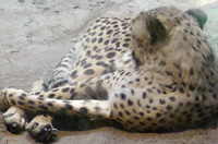 cheetah